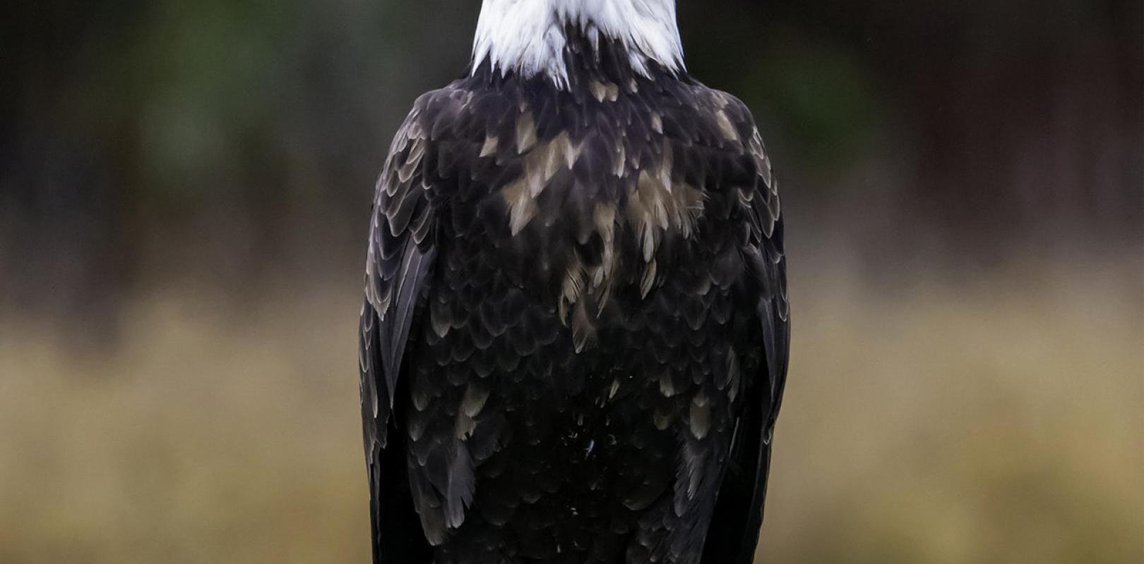 Watching the Bald Eagle