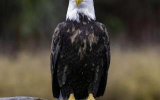 Watching the Bald Eagle