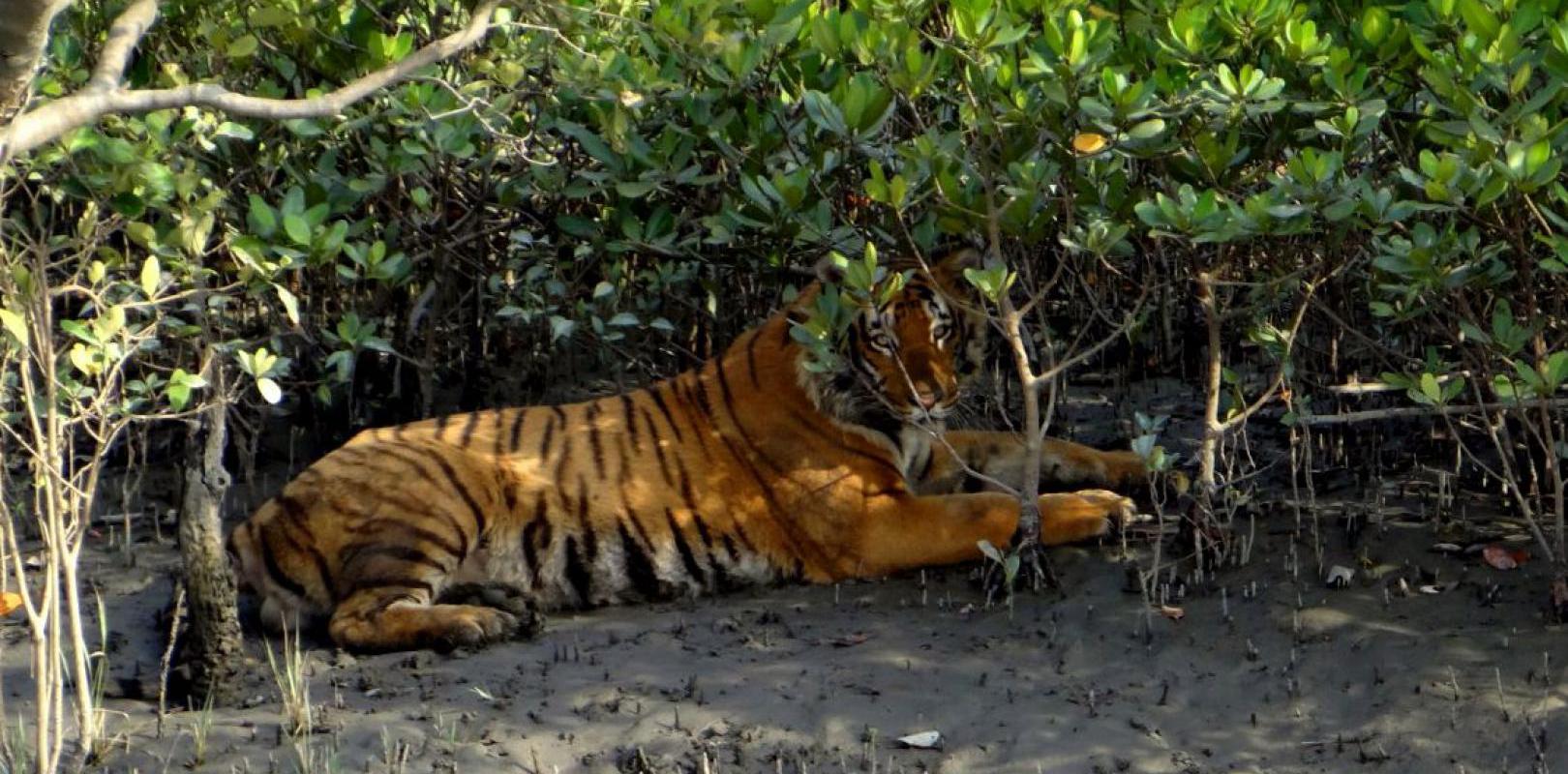 Spotting a tiger in the Sunderbans National Park