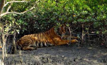 Spotting a tiger in the Sunderbans National Park